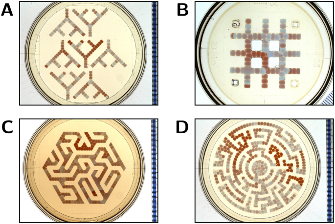 Belousov–Zhabotinsky reaction (color oscillation)