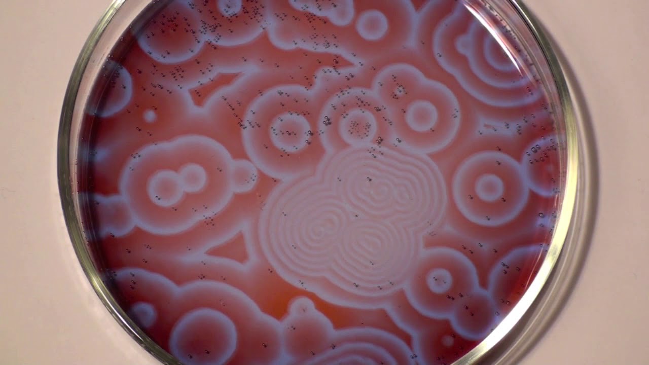 Belousov–Zhabotinsky reaction (spiral waves)