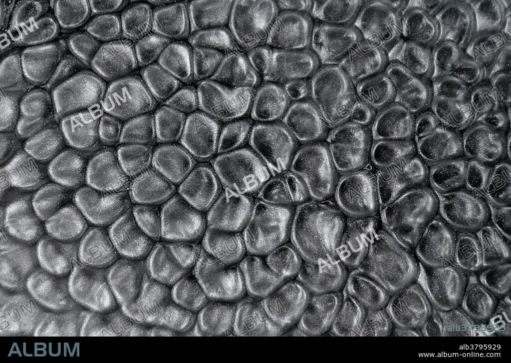 Rayleigh-Bénard convection cells